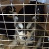 pups crate thmb